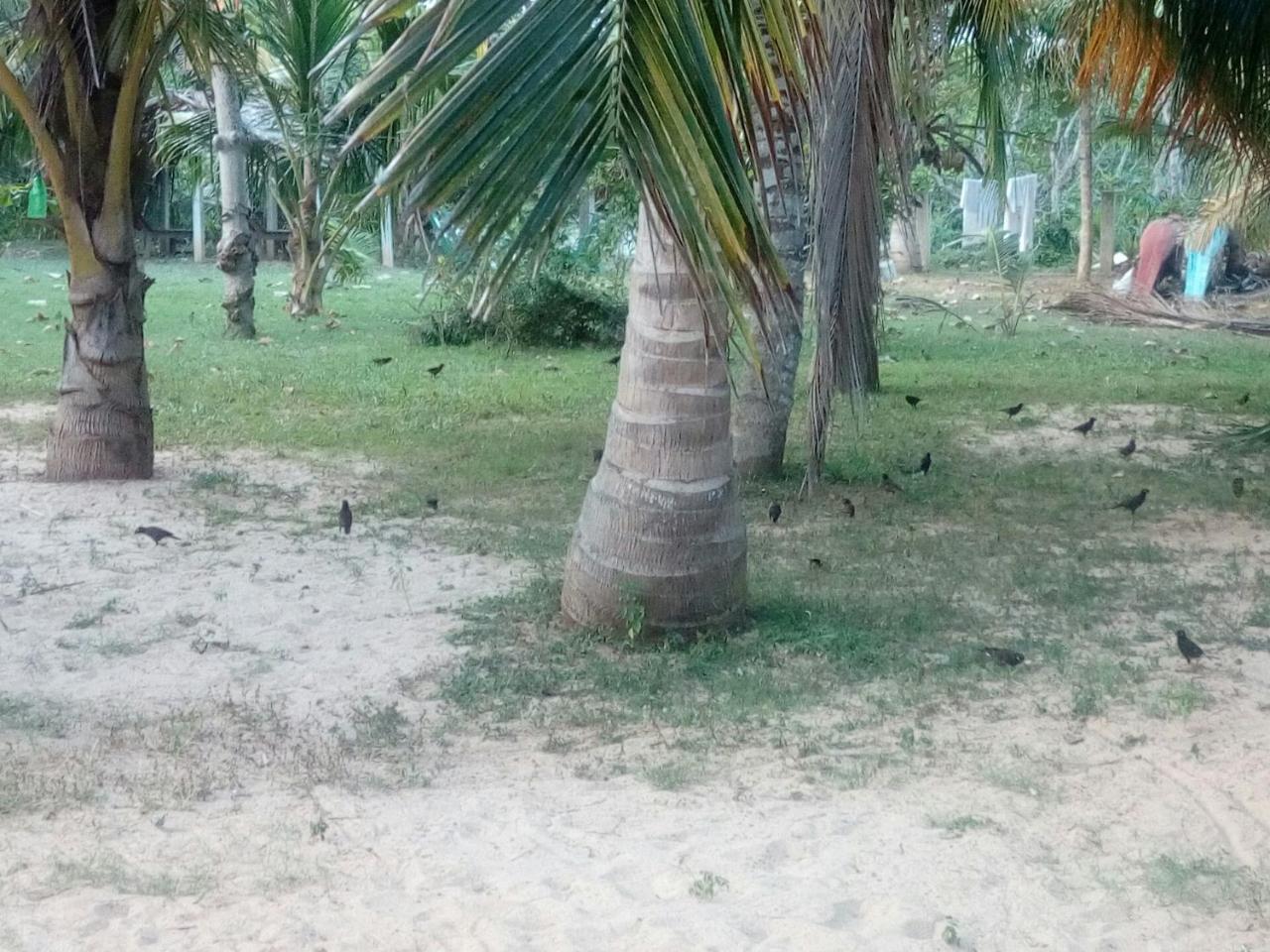 טנגלה Beach Lagoon Guesthouse מראה חיצוני תמונה
