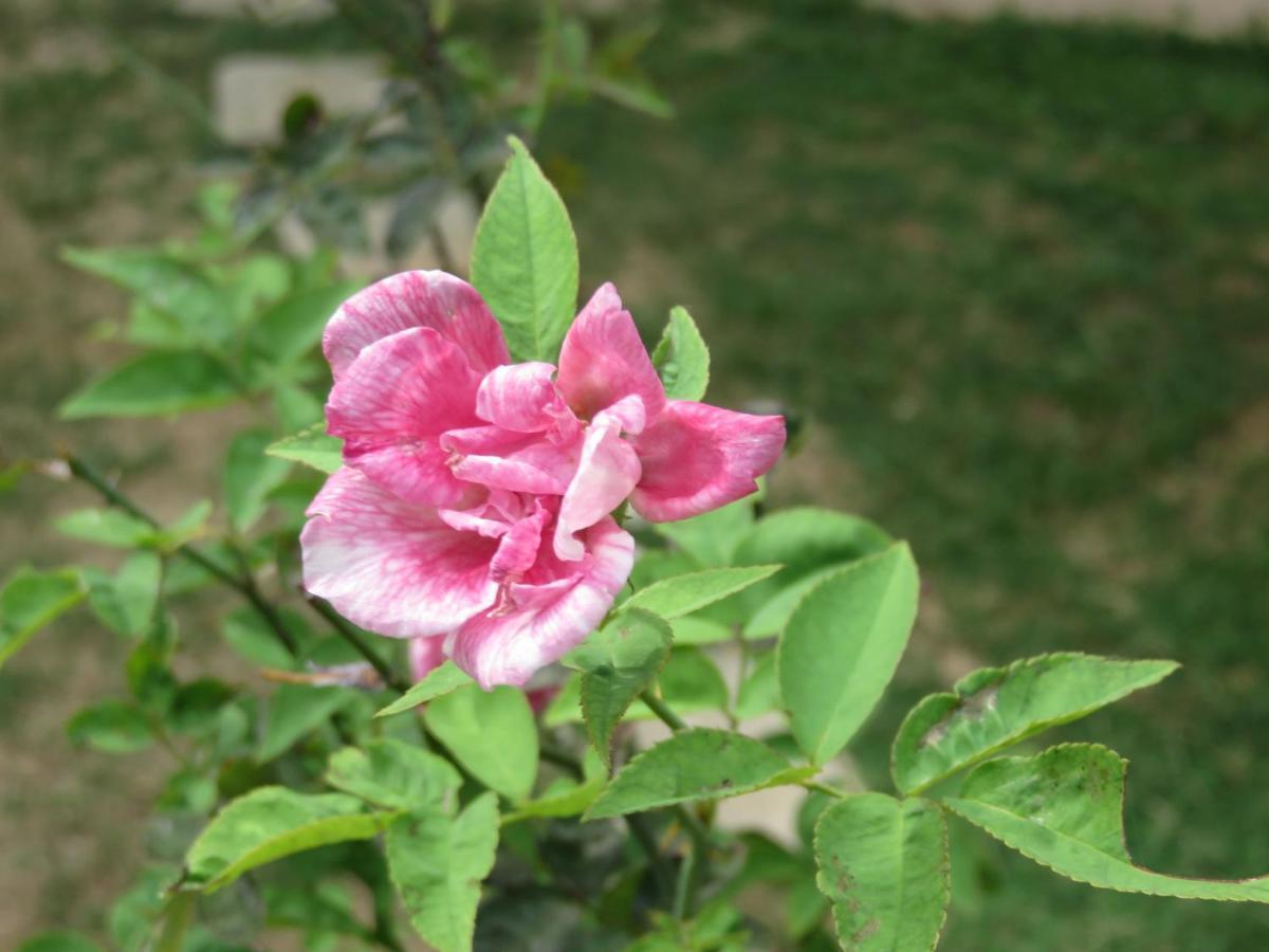 טנגלה Beach Lagoon Guesthouse מראה חיצוני תמונה